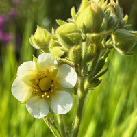 Potentilla glandulosa nevadensis